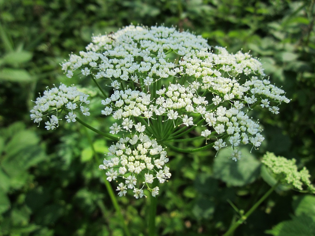 Blüten, Giersch